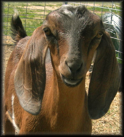 Green Gables Mini Nubians