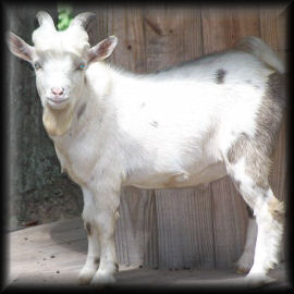 Buck For Sale - Lil' Goat Farm - Julie W.
