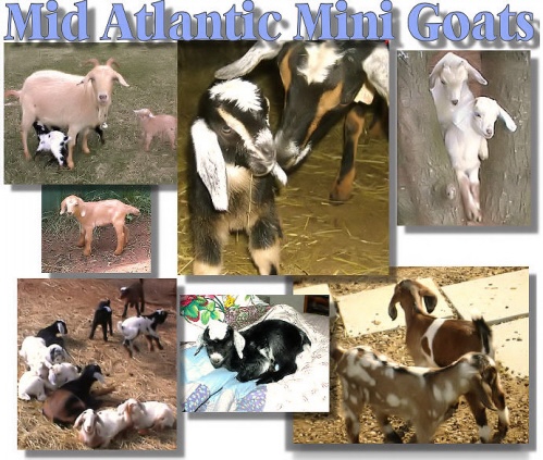 WELCOME to Mid Atlantic Mini Goats !!