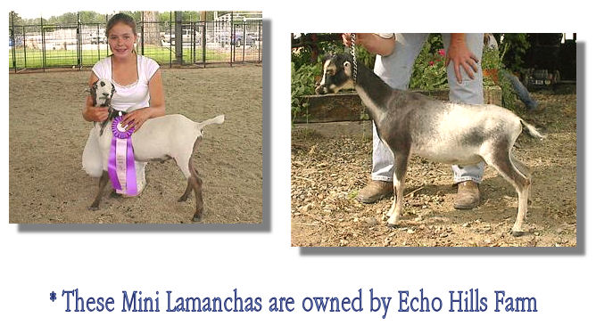 Mini Lamanchas - owned by echo hills farm