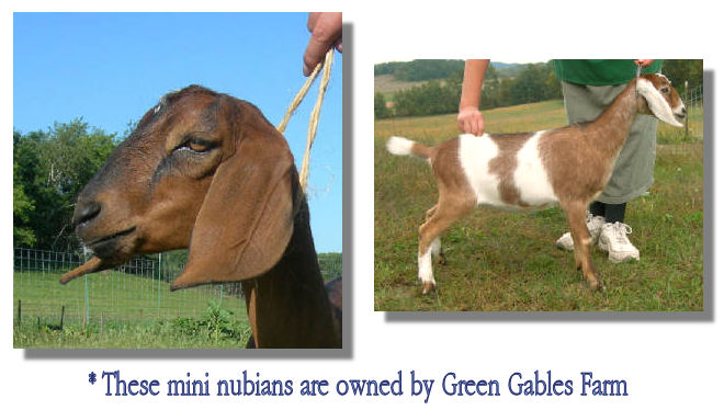 Mini Nubians - owned by Green Gables
