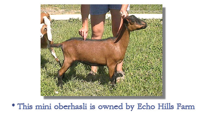 Mini Oberhasli - owned by Echo Hills Farm