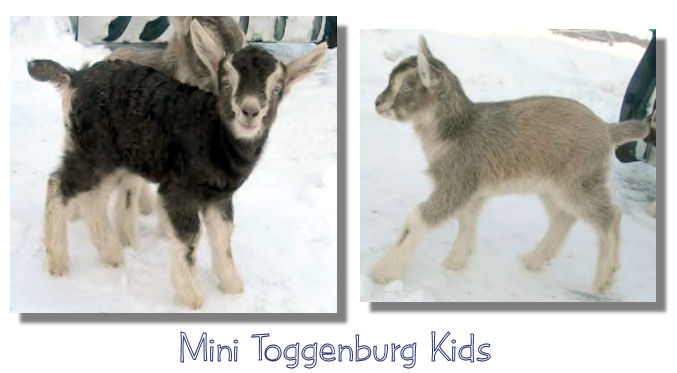 Mini Togg Kids